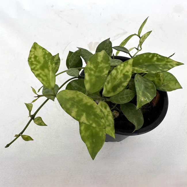 PSStore Hoya Lacunosa Amarillo 3.5 Inch Pot - $2,384.36 MXN