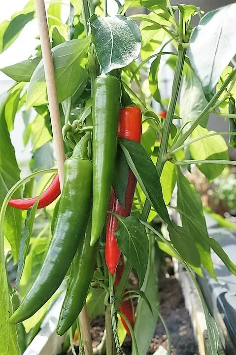 25 Seeds Organic Kor EAN Dark Green Pepper Lady Han Hot Chili Long Red Capsicum - £9.60 GBP