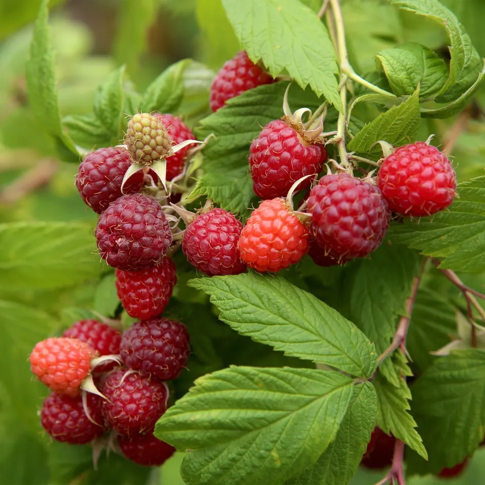 Brandywine Raspberry Bare Root for Planting - £21.71 GBP