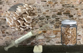 10ml / 60ml Branched Oyster Mushrooms Specialist Range Liquid Mycelium C... - $8.71+