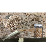 10ml / 60ml Branched Oyster Mushrooms Specialist Range Liquid Mycelium Culture / - £6.92 GBP - £32.69 GBP