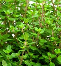 500 WINTER THYME Herb Seeds-Non GMO-Open Pollinated-Organic. - $4.00