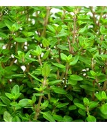 500 WINTER THYME Herb Seeds-Non GMO-Open Pollinated-Organic. - $5.45 CAD