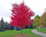 American Red Maple, Acer Rubrum, 50 Fresh 2023 Seeds  - $6.58