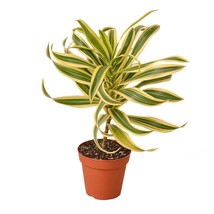 Dracaena 'Song of India'-6" Pot / White Cylinder - $1,906.31 MXN