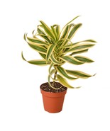 Dracaena &#39;Song of India&#39;-6&quot; Pot / White Cylinder - $1,908.84 MXN