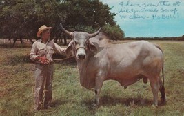 Brahman Bull Brahma Pharr Texas TX 1958 Postcard C24 - £2.37 GBP