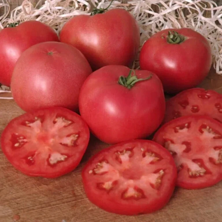 50 Seeds Fenda Tomato Juicy Tomatoe Vegetable Garden Edible Food - $9.63