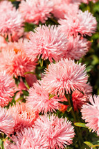 30 Salmon Needle Aster Callistephus Chinensis Unicom Flower Seeds Garden Fresh U - $12.00