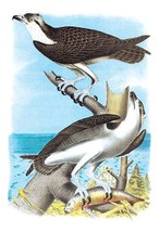 The Fish Hawk 20 x 30 Poster - $25.98