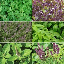 Holy Tulsi Basil Seed Collection 6 Pack Variety Of Herb Seeds Usa Fast Shipping - $79.98