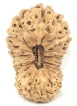 Super Collector Size 20 Mukhi Rudraksha - 27.87 mm - Lab Certified - £2,307.49 GBP