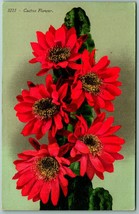 Cactus Flower in Bloom UNP Unused DB Postcard G12 - £3.13 GBP