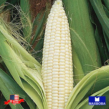 Corn Seeds Sweet Silver Queen Vegetable Non-Gmo Garden Usa Shipping - £5.96 GBP