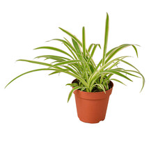 4&quot; Pot - Spider Plant Reverse - Living room - Houseplant - Gardening - FREE SHIP - £32.75 GBP