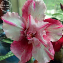 Blood White Adenium Desert Rose Pack 2 Seeds 2 Layer White Pink Petals E4026 Gar - £5.00 GBP