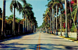 Postcard Florida Ft. Myers Avenue of Palms Photo Frank Shannon 1960 3.5 x 5.5&quot; - $5.86