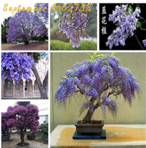 20 Seeds Jacaranda Mimosifolia Tree Bonsai Tree Jacaranda Flower Plants In The E - $8.23