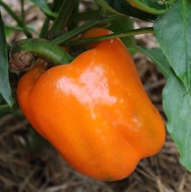 30 Orange Sun Sweet Bell Pepper Seeds Nongmo Fresh USA Fast Shipping - $12.88