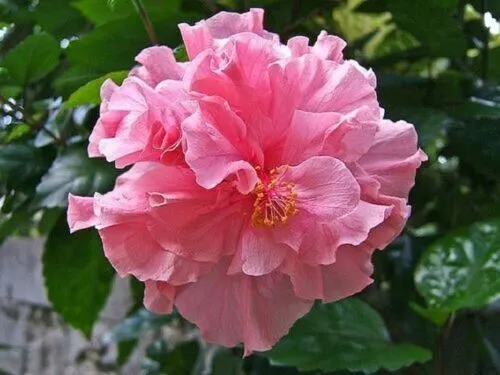 Double Pink Hibiscus 20 Seeds Perennial Hardy Flower Garden Exotic Seed Fresh Ga - £9.95 GBP