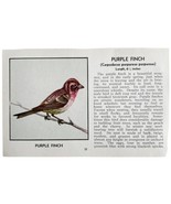 Purple Finch Bird Print 1931 Blue Book Birds Of America Antique Art PCBG13B - $19.99