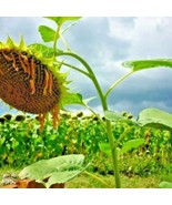 200 Peredovik Black Oil Sunflower Seeds Organic Annual Wildflower Summer... - $176.56 MXN