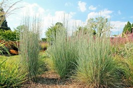 BPA 500 Seeds Big Bluestem Seeds Native Tall Grass Prairie Ornamental Drought He - £7.17 GBP