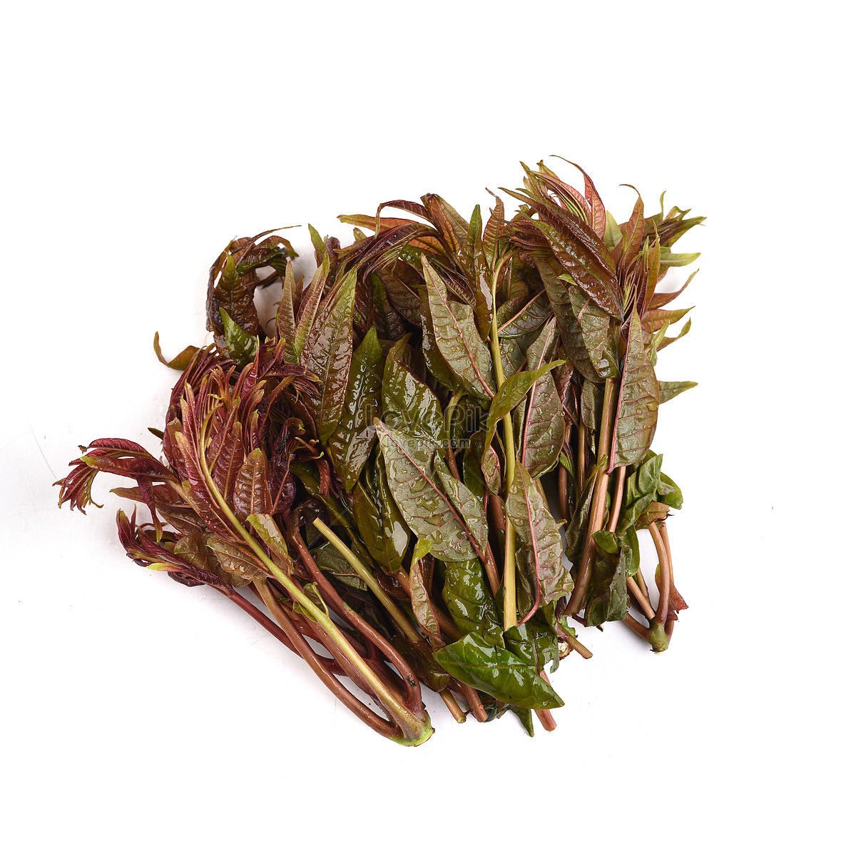 Fast-Growing, New Strange Health Vegetable Toona sinensis Potted Plant, 5 grams