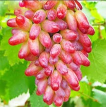 20PCS Rare Finger Grape Seeds Advanced Fruit Seed Natural Growth Grape Delicious - £6.26 GBP