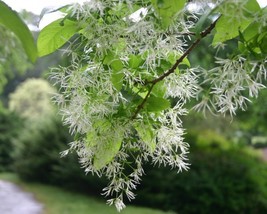Chionanthus Virginicus (White Fringe tree) 20 seeds - £2.59 GBP