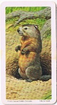 Brooke Bond Red Rose Tea Card #18 Woodchuck Animals &amp; Their Young - £0.77 GBP