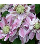 Josephine Evijohil Clematis Large Blooming Pink And White Flowers Vine S... - $124.70 CAD