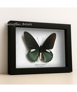 Green Swallowtail Battus Crassus Real Butterfly Framed Entomology Shadowbox - €54,53 EUR Green Swallowtail Battus Crassus Real Butterfly Framed Entomology Shadowbox - €54,53 EUR