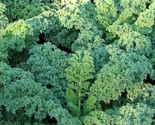 Kale Seeds 500 Dwarf Blue Curled Healthy Vegetable Greens Salad Fast Shi... - $8.99