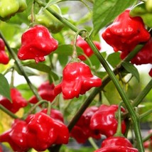 Heirloom Hot Pepper Seeds (5) - Bishop Crown Spicy Bell, Organic Gardening, Idea - £5.47 GBP