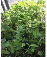Brahmi / vallarai / Saraswathi / Penny worth /  Gotu kola (Centella asiatica)in  - $17.99