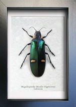 Green Metallic Wood Boring Megaloxantha Bicolor Real Beetle Entomology Shadowbox - $52.99