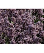 Desmodium Oojeinense Sandan Tree 5 seeds Fresh Gardening - $24.39 CAD