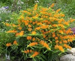 50 Seeds Orange Butterfly Weed Seeds Native Wildflower Container Garden ... - £7.22 GBP