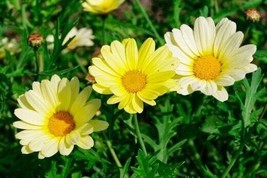 Painted Daisy Sunshine Yellow Seeds Packet Of 100 USA Garden - $8.98