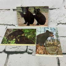 Postcard Lot Of 3 Black Bear Cubs Yellowstone - $9.89