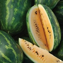 ArfanJaya Tendersweet Orange Watermelon Seeds 25 Ct Fruit 15-30 Lbs - £6.04 GBP