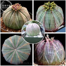 Euphorbia Obesa Basketball Sea Urchin 2 Seeds Living Baseball Golf Ball Succulen - £14.35 GBP