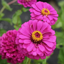 Violet Queen Zinnia Flower Seeds 20 Fresh Gardening USA SELLER - £7.78 GBP