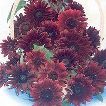 25 Seeds Helianthus Sunflower Moulin Rouge Annual Seeds - £17.23 GBP