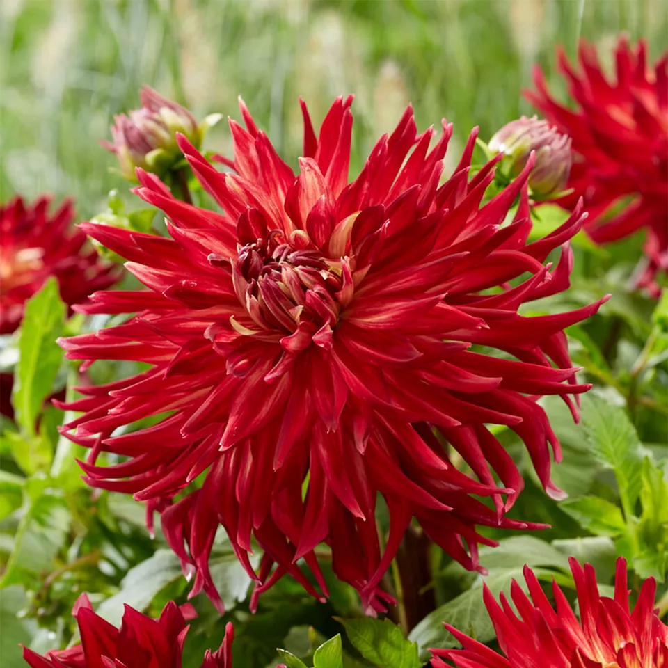 Manhattan island dinnerplate dahlia flower 3 bulbs thumb200