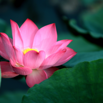 Lotus Nelumbo Nucifera Yellow Light Pink Rose Red Double Flower - 50 Seeds - £13.15 GBP