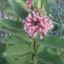 Common North American Milkweed Seeds Asclepias Syriaca USA SELLER - £9.09 GBP