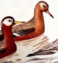 Red Phalarope Shorebirds 1936 Bird Lithograph Color Plate Print DWU12B - £19.57 GBP