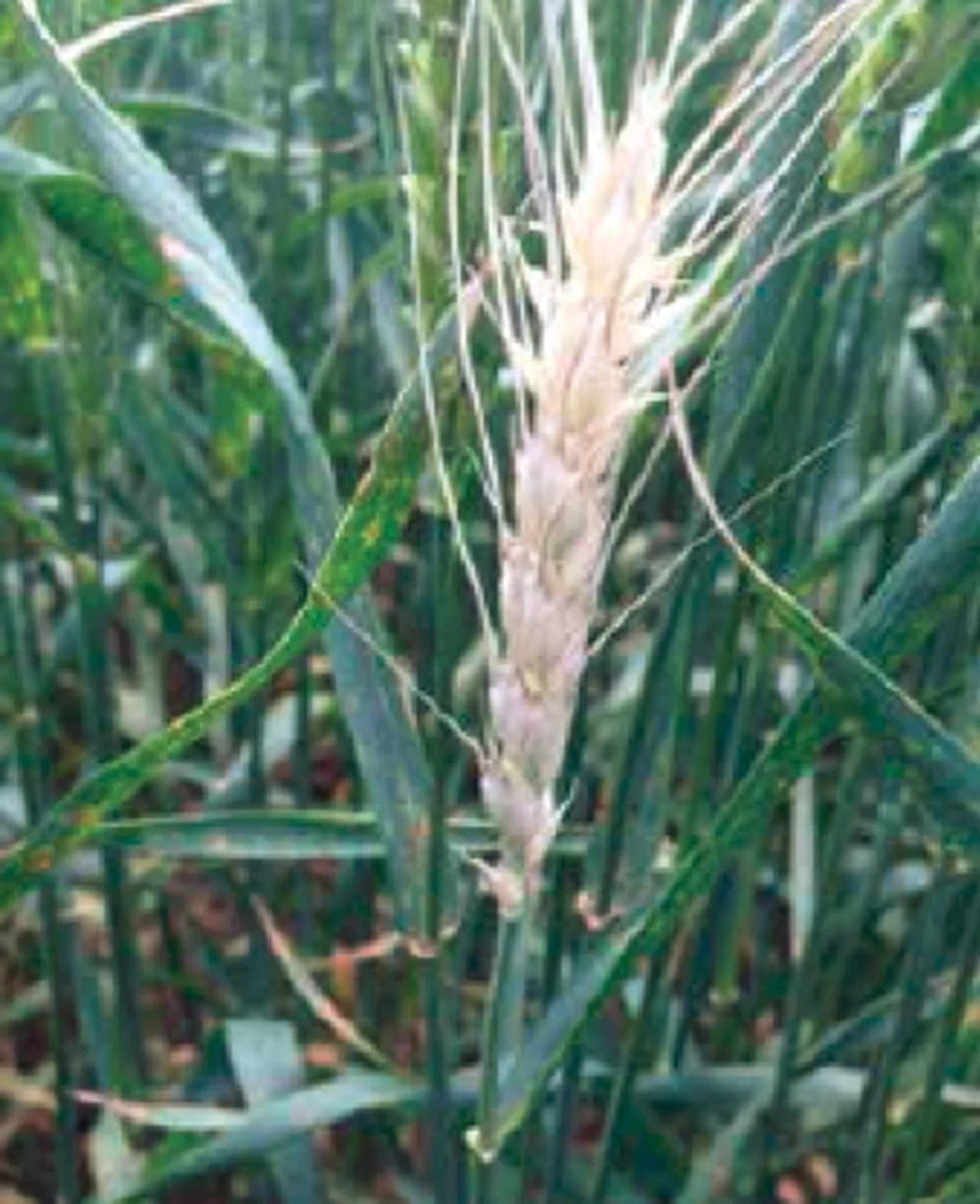 Peruvian White Barley Seeds  (300)  / Cereal Grain / RARE / - $16.53